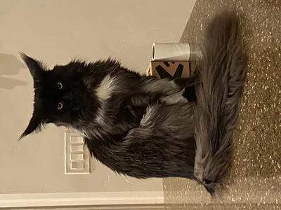 Handsome black smoke Maine Coon Dax posing confidently