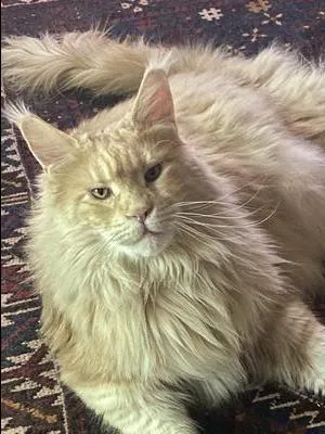 Handsome cream Maine Coon cat