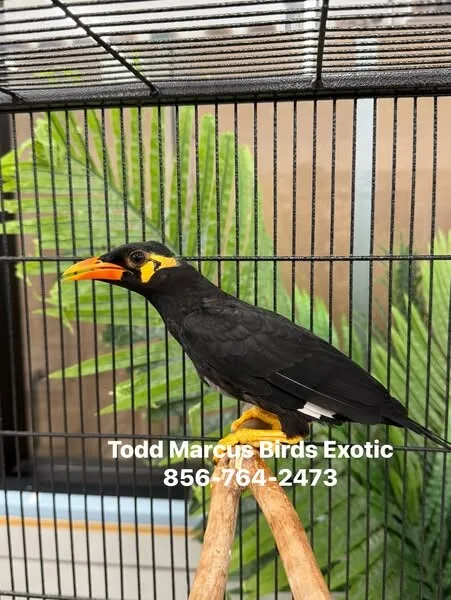 Handsome Greater Indian Hill Mynah with bright orange beak in a natural setting