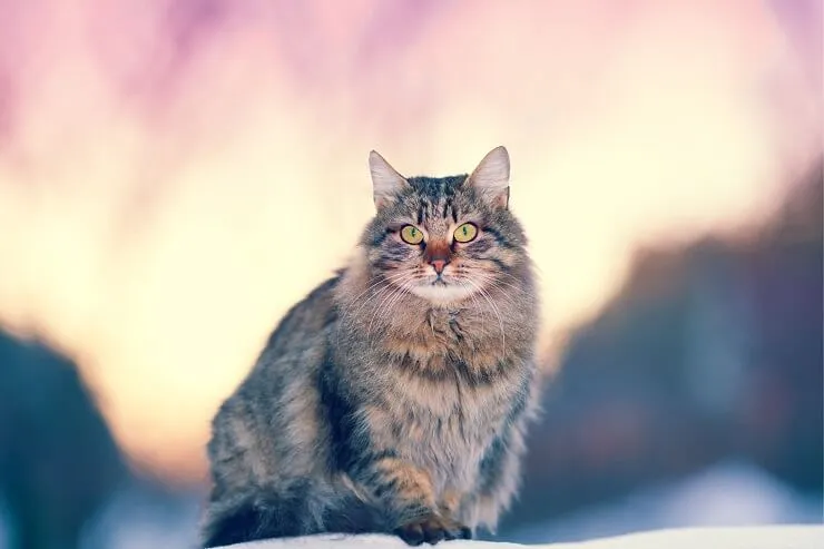 Handsome male Siberian cat with thick plush fur and alert expression