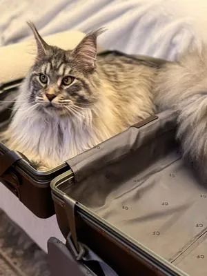 Handsome purebred silver tabby Maine Coon Shadow in suitcase