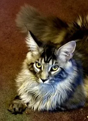 Handsome purebred silver tabby male Maine Coon in playful stance
