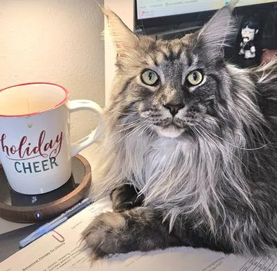 Handsome purebred silver tabby male Maine Coon lounging comfortably
