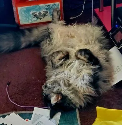 Handsome purebred silver tabby male Maine Coon showing affection