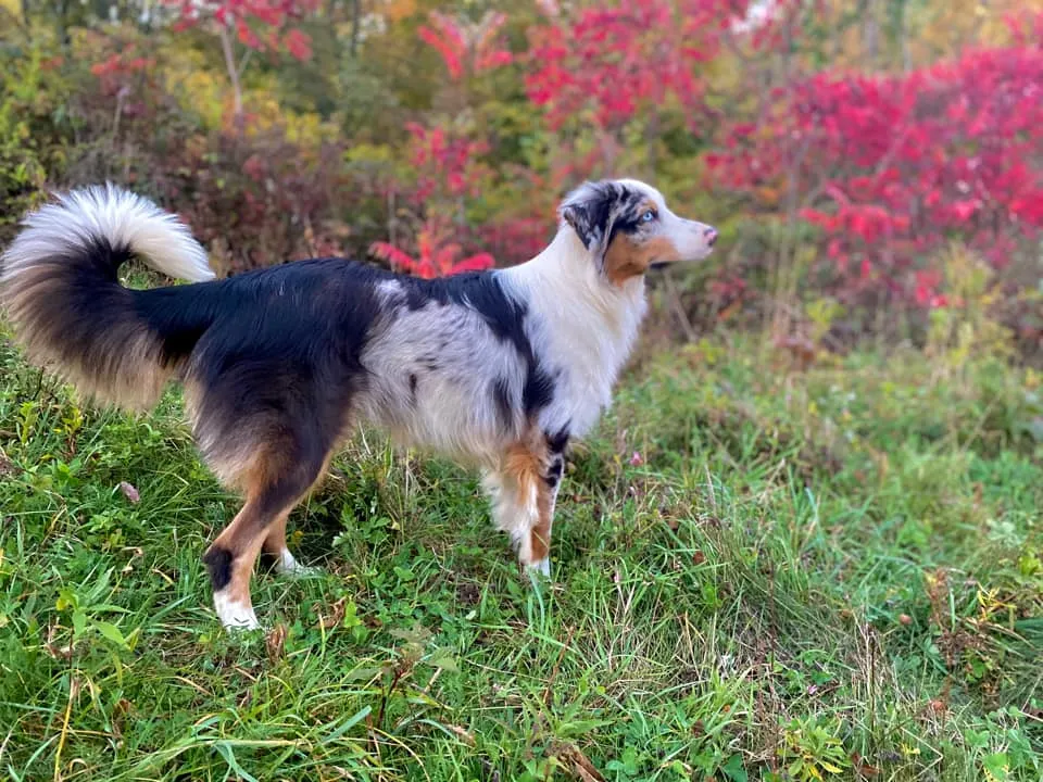 Happy blue merle miniature australian shepherd puppy playing outdoors