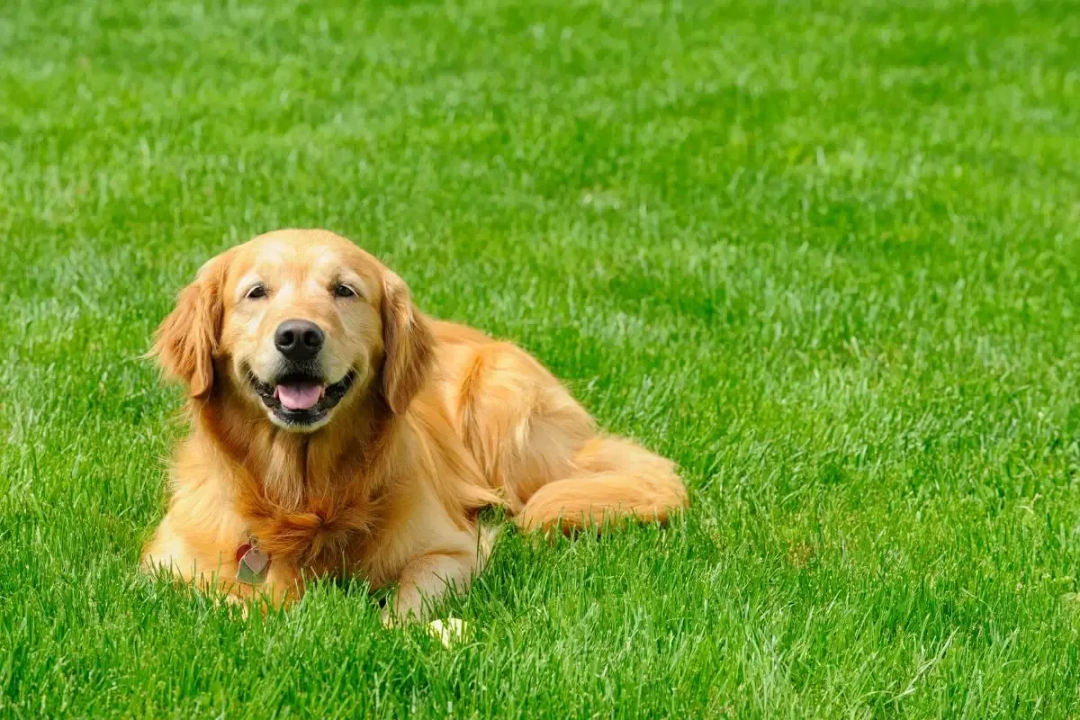 Happy dog lying on grass with tongue out