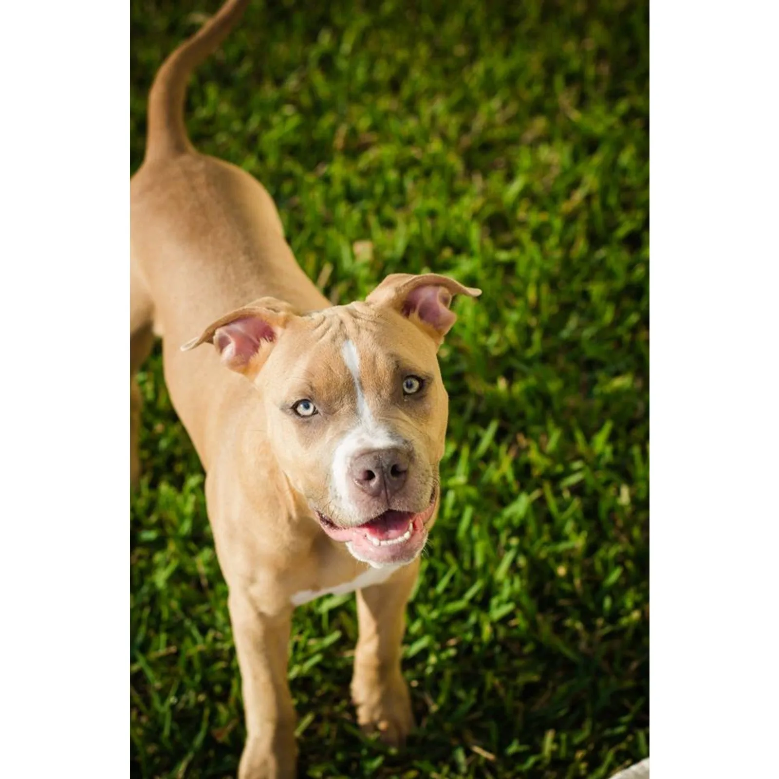 Happy dog with its owner, reflecting satisfaction with Dr. Harvey's Paradigm dog food