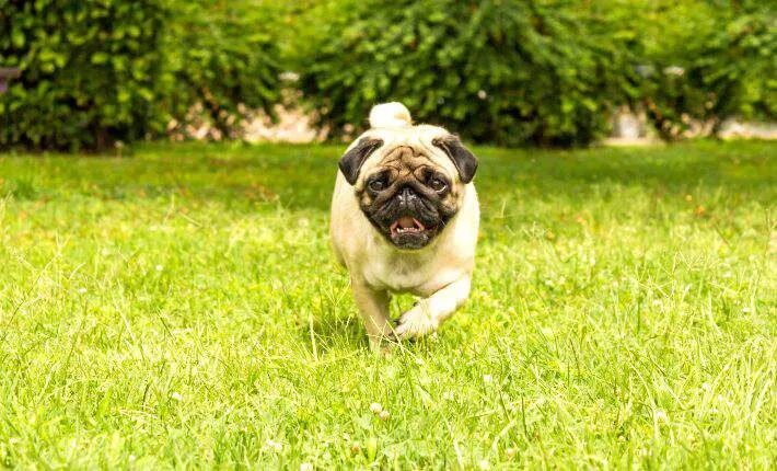 Happy fawn Pug dog sitting outdoors in short green grass