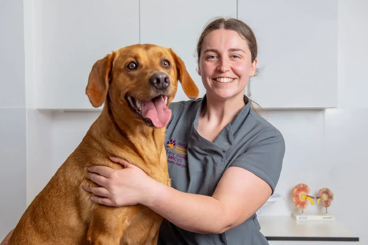 Happy vet holding a golden retriever dog