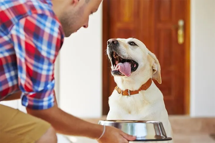 Happy Yellow Labrador Retriever with its owner and food bowl