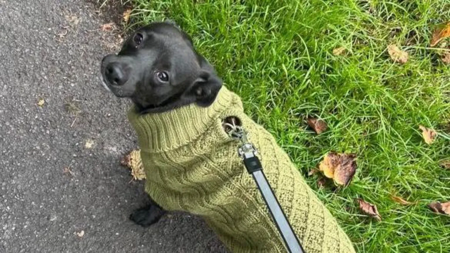 Harry the dog, a black wiry-haired chihuahua-cross, looks cozy in a knitted sage green jumper, showcasing the personalized care pets receive.