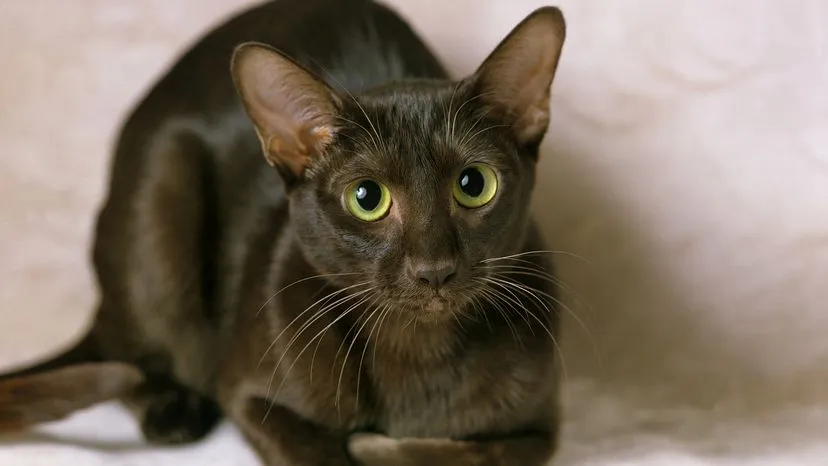 Havana brown cat