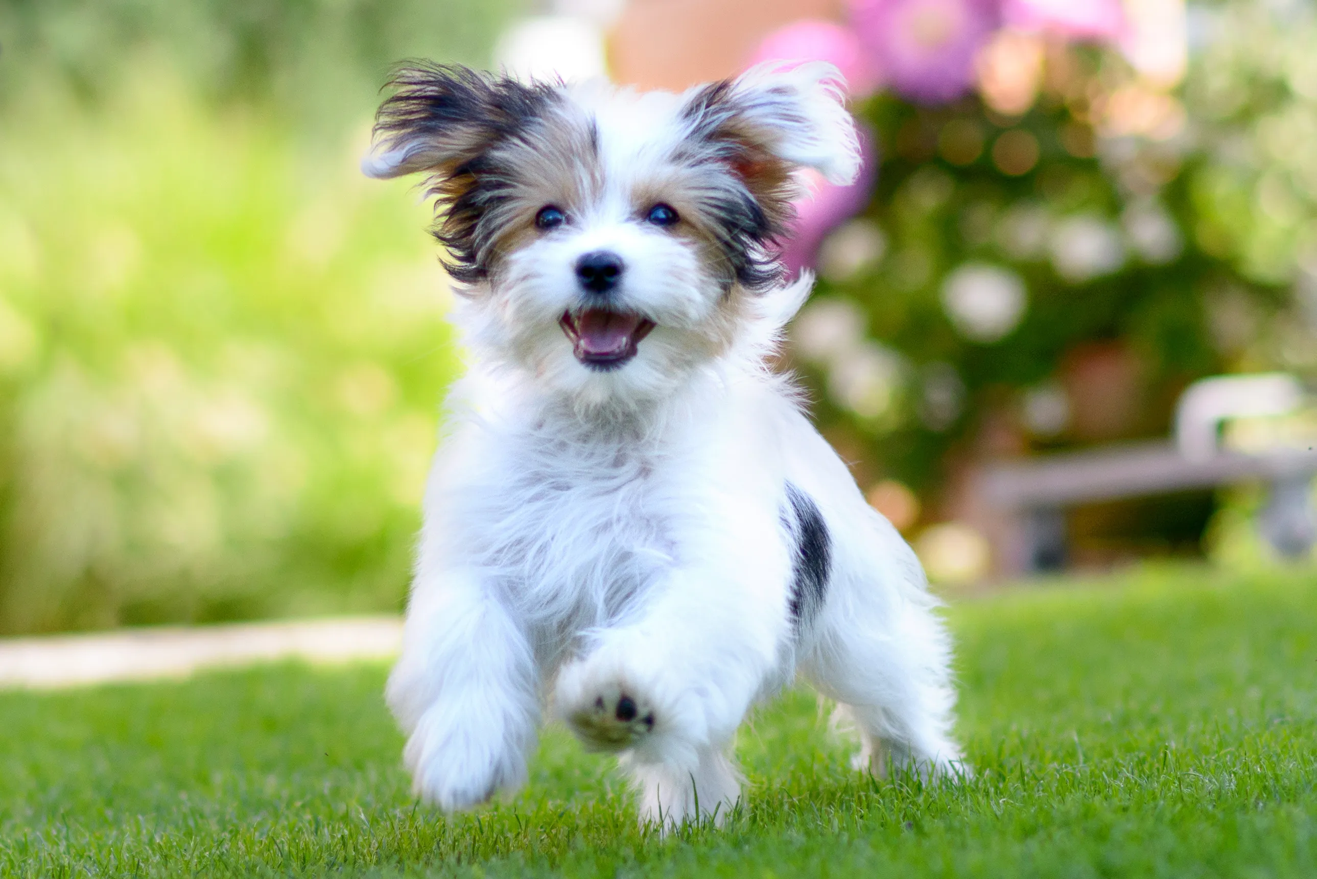 Havanese with wavy coat looking curiously