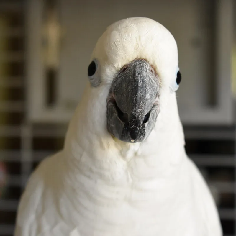 Head and shoulder shot of a cockatoo facing the camera head-on