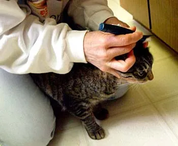 Head-braced left ear test standing in kitchen for accurate feline diabetes readings