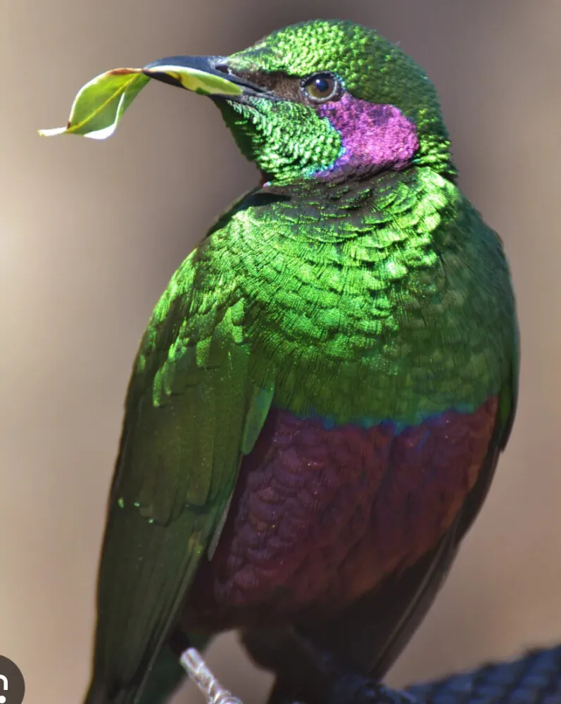 Healthy Common Mynah babies from a recent clutch, ideal starter pets