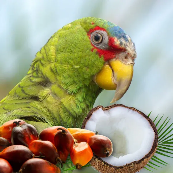Healthy fats sources beneficial for parrot eye health