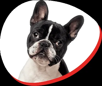 Healthy French Bulldog resting calmly indoors