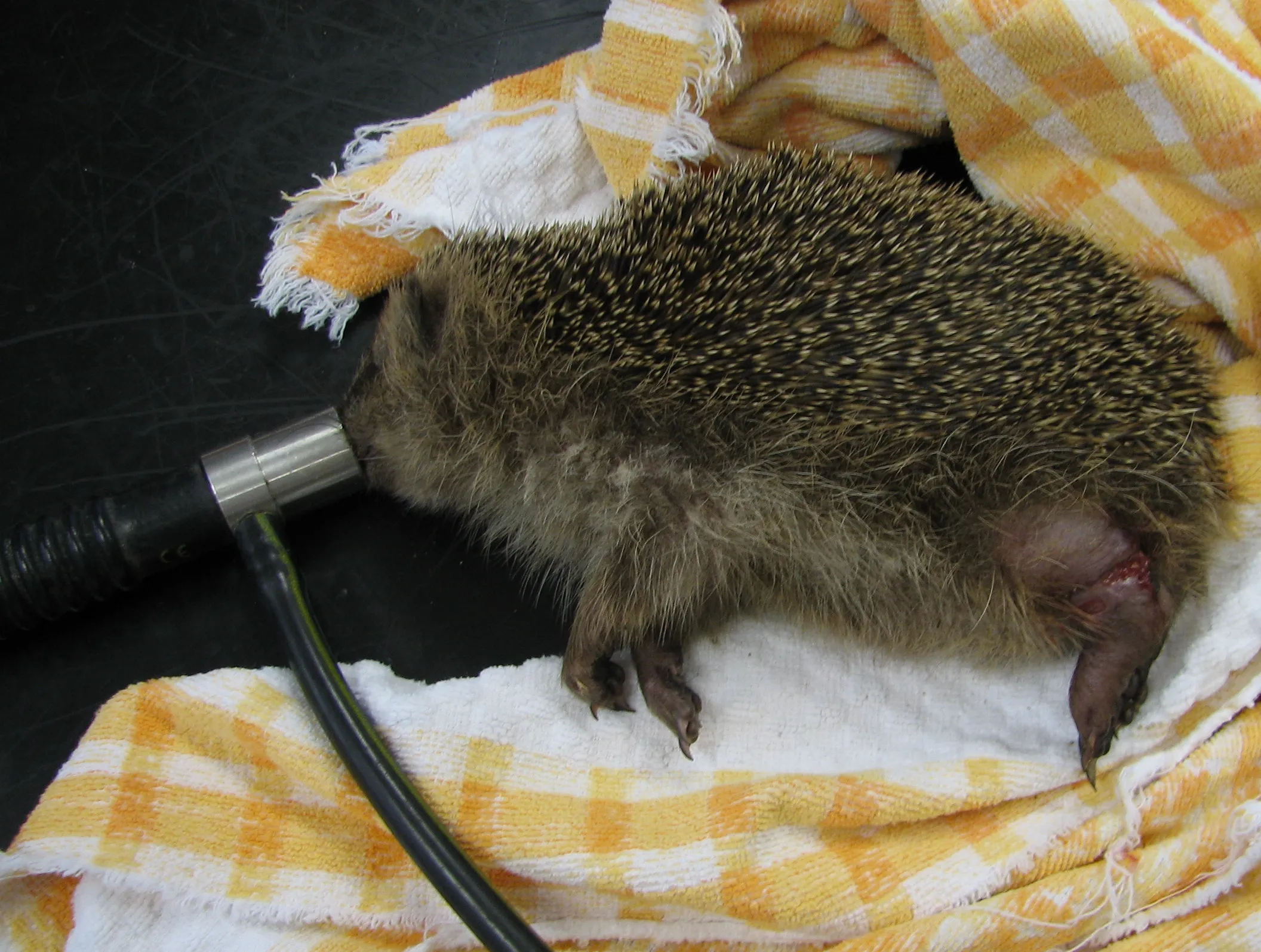 Hedgehog with injured leg from beer can plastic