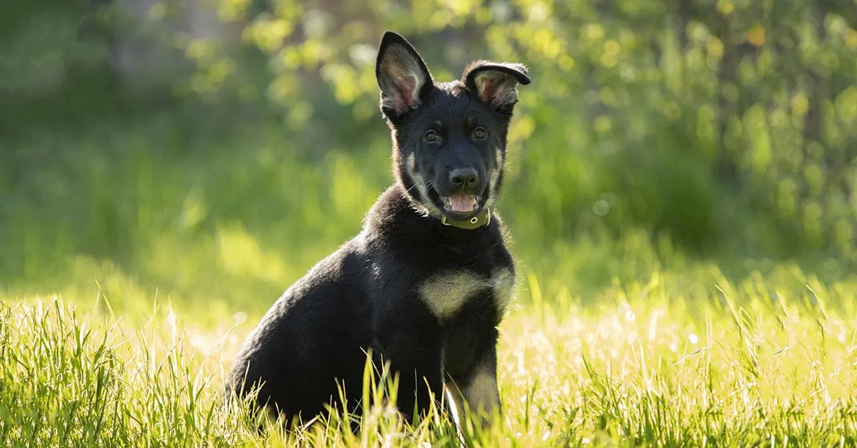 Helping Your German Shepherd Puppy Achieve Upright Ears