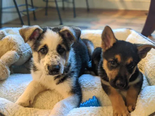 Henry, a Panda German Shepherd, next to Momo, a Traditional German Shepherd, showing clear coat pattern differences