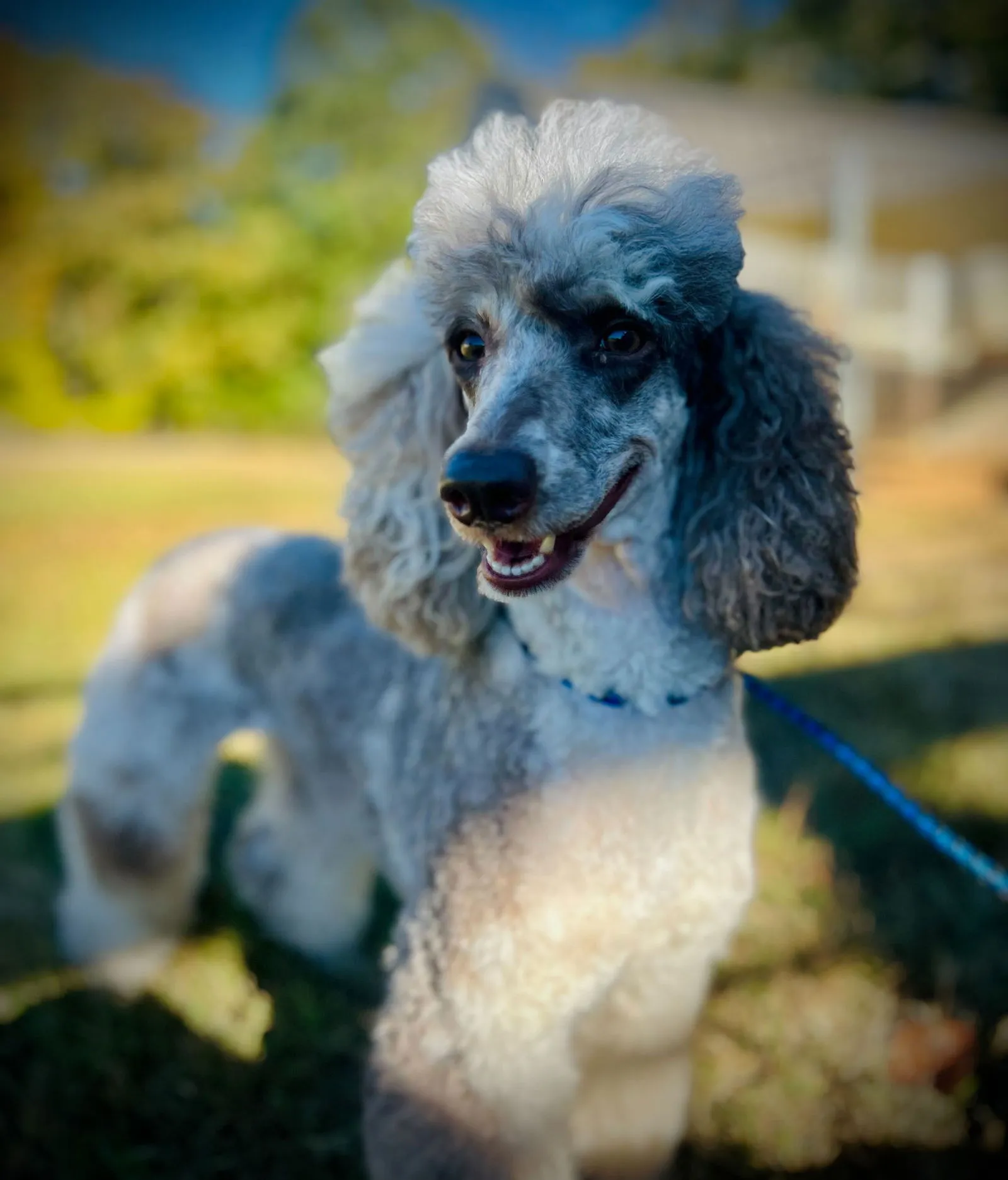Hermione, a lovely Miniature or Standard Poodle, with a long coat and an attentive gaze