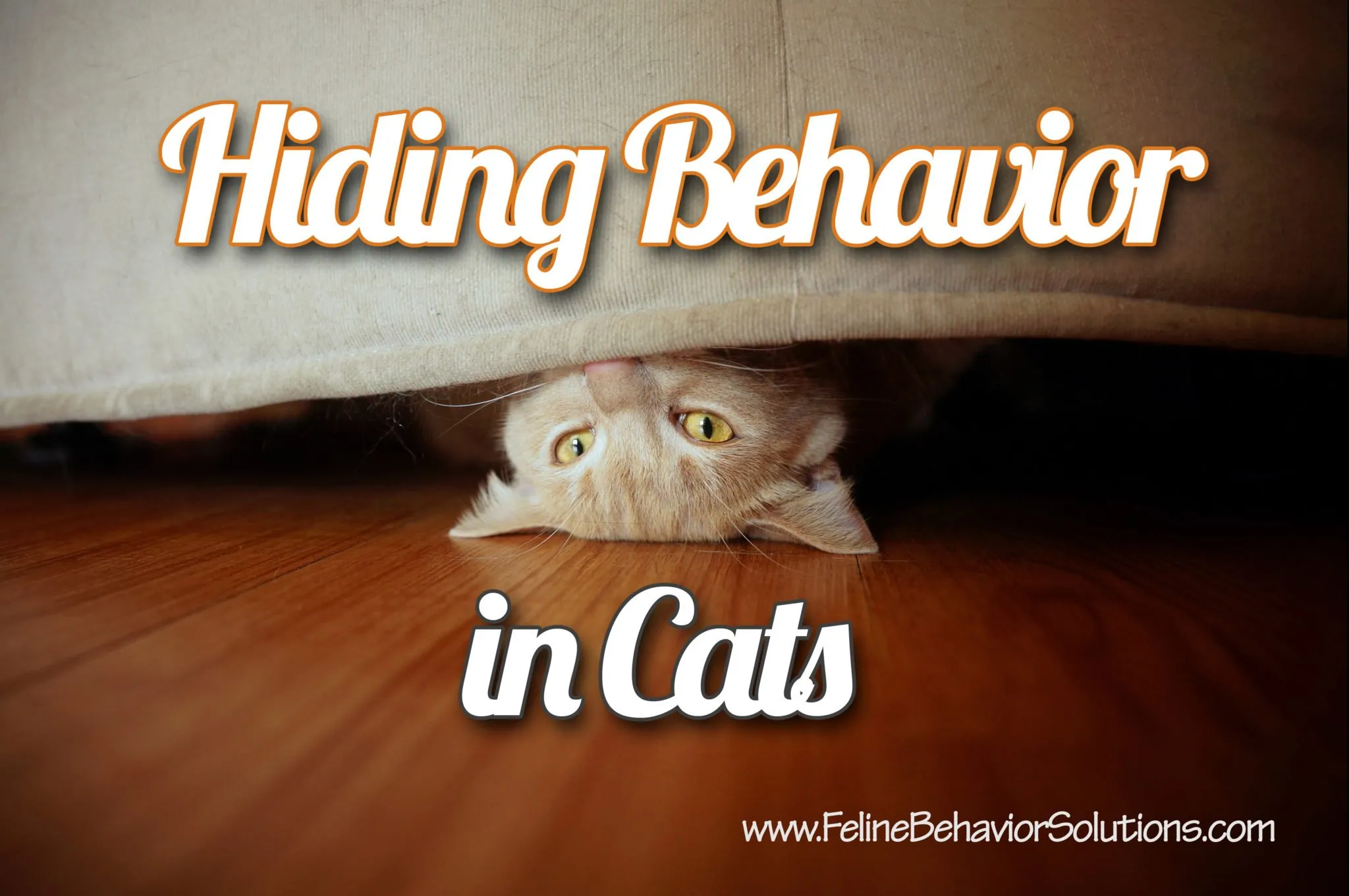 Hiding Behavior in Cats