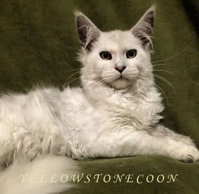 High black smoke tortie Maine Coon kitten Pinto detailed