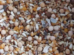 High quality pigeon feed mix with safflower, grit, and oyster shell