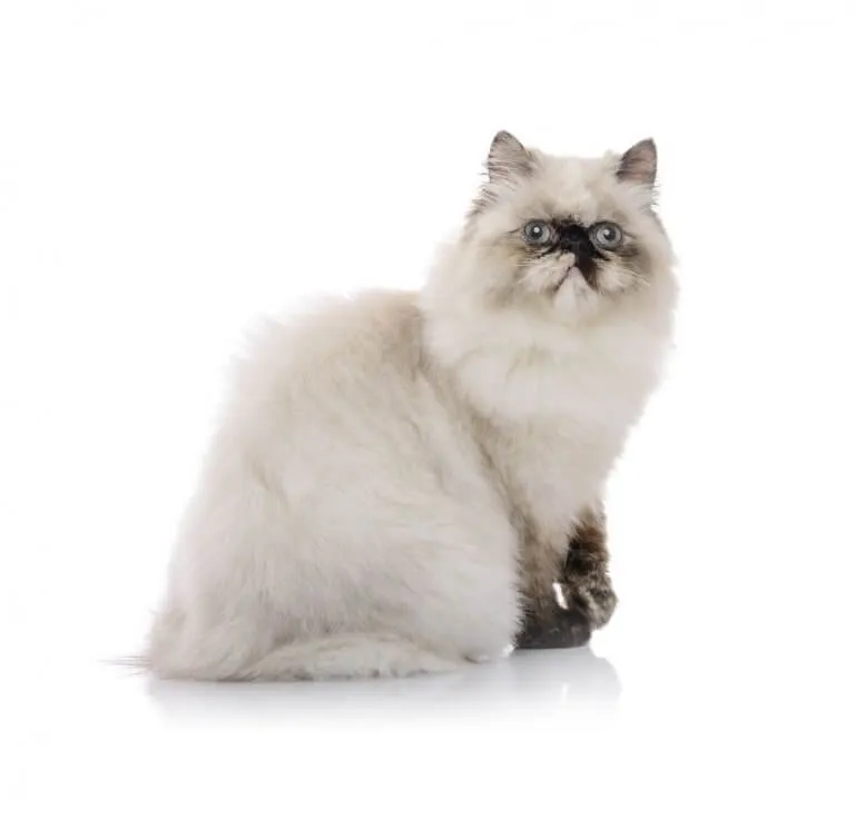 Himalayan cat showcasing breed standard features