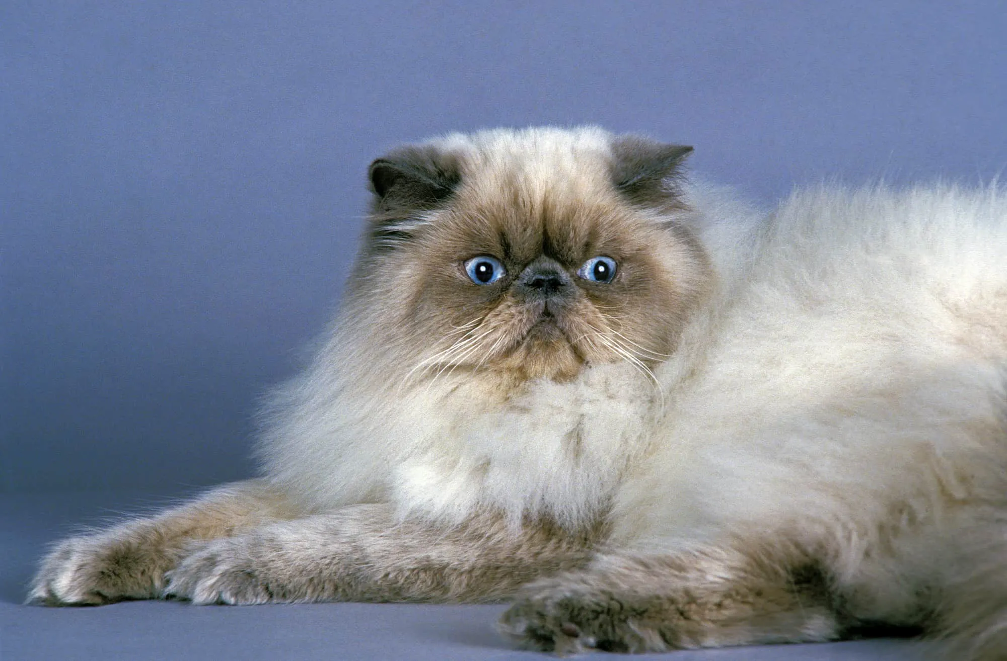 Himalayan cat with blue eyes laying against a blue backdrop
