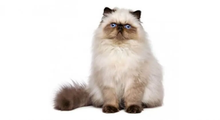 Himalayan cat with striking blue eyes and colorpoint coat