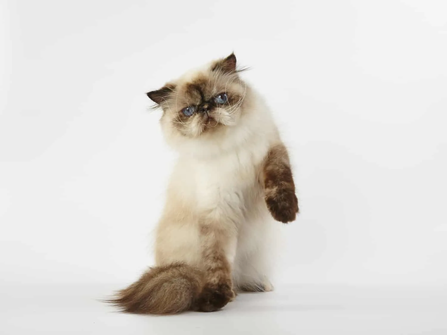 Himalayan domestic white and brown cat with its paw up in the air