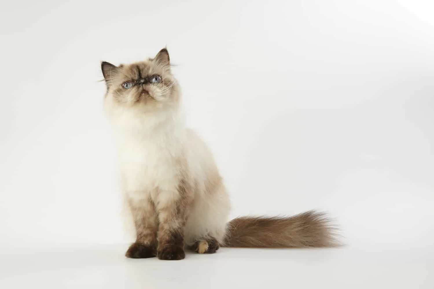 Himalayan white and brown cat sitting on a white background
