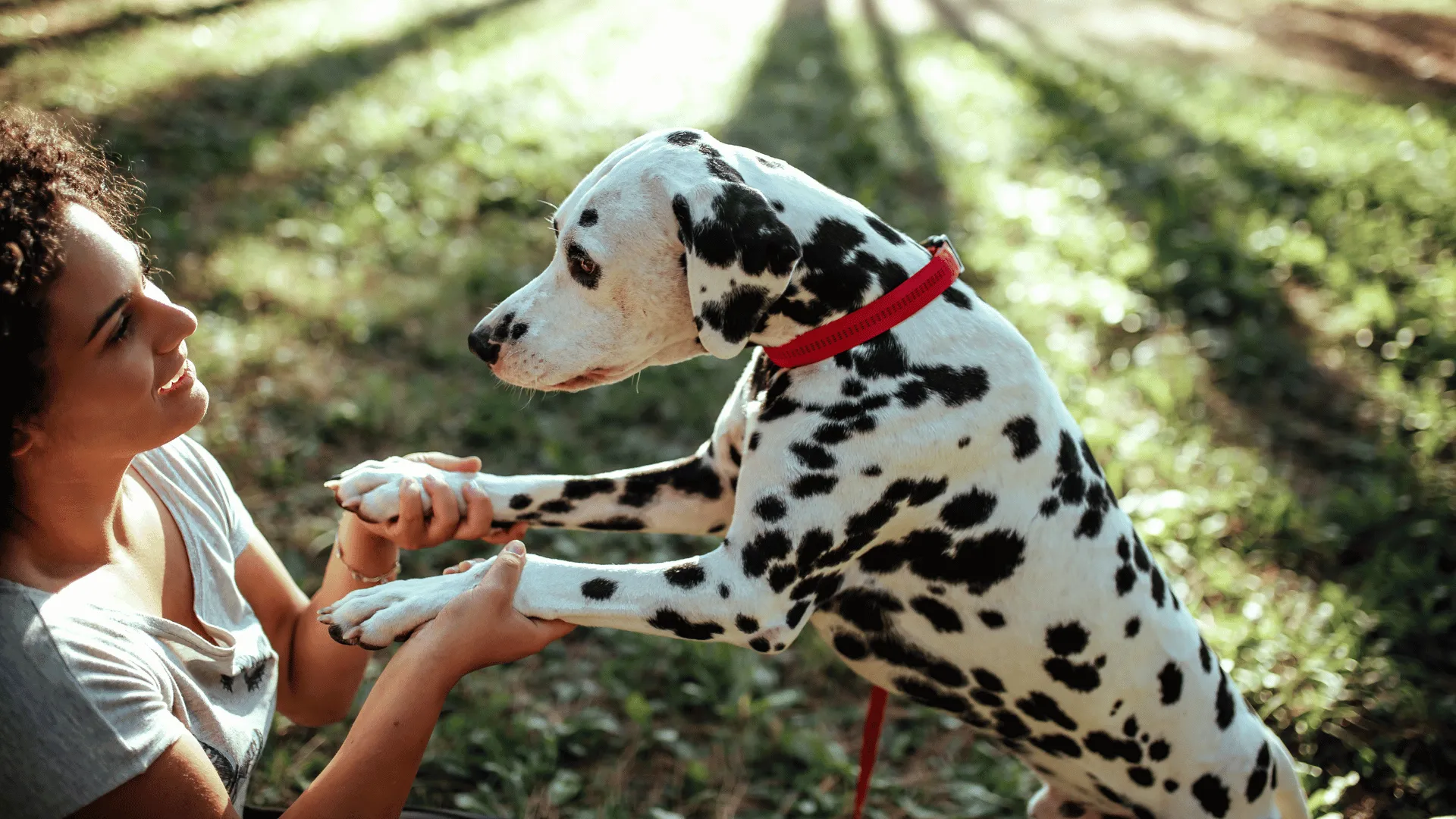 Hiring Dog Walkers in McKinney