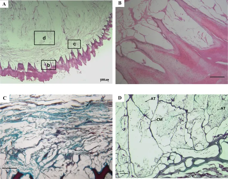 Histological cross-sections of dog paw pad layers, showing stratified epithelium, dermal papillae, collagen in dermis, and compartmentalized adipose tissue in subcutaneous layer