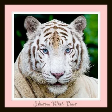 Historical Color Point Shorthair image