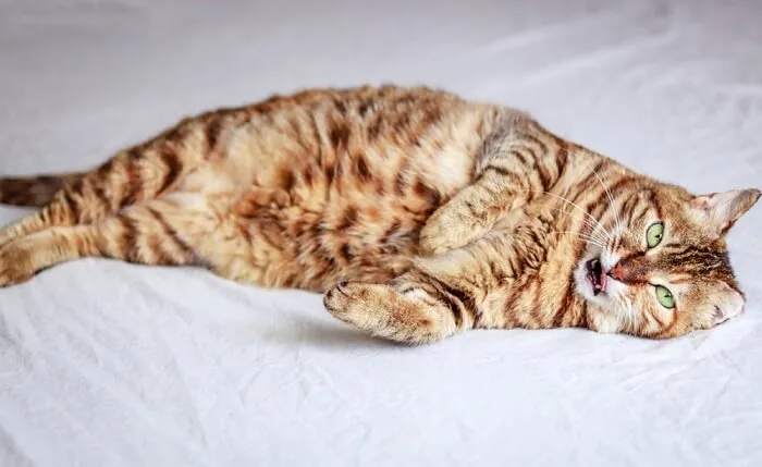 Historical depiction of Dragon Li cat with traditional Chinese motifs