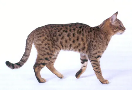 Historical image of a California Spangled Cat, evoking its leopard-like origins