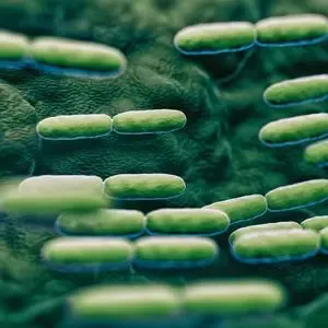 Historical image of the first discovered probiotic strain, Lactobacillus bulgaricus, with a dog icon