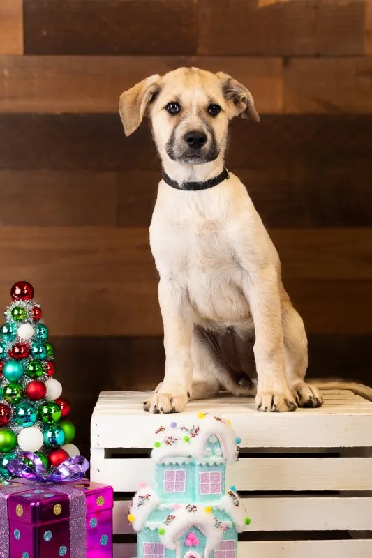 Holly (#999-25), cute Great Pyrenees Mix female puppy, 12 weeks