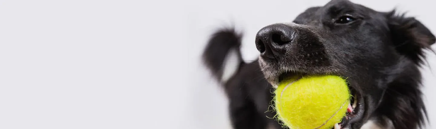 Homepage image of Dog & Cat Hospital facilities in Norfolk, VA