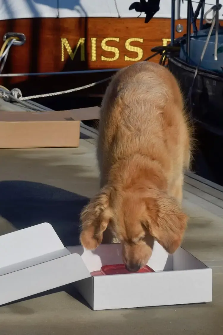 Honey the golden retriever plays nose work games, using her keen sense of smell to locate a hidden treat.