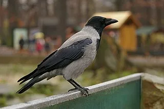 Hooded crow, adult
