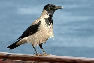 Hooded crow, light colored