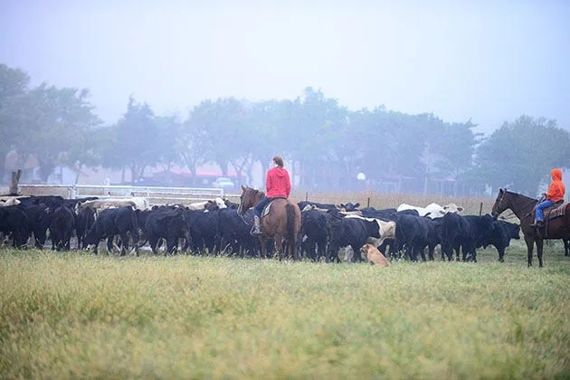 Hooker, a working ranch dog, running through a pasture while herding cattle