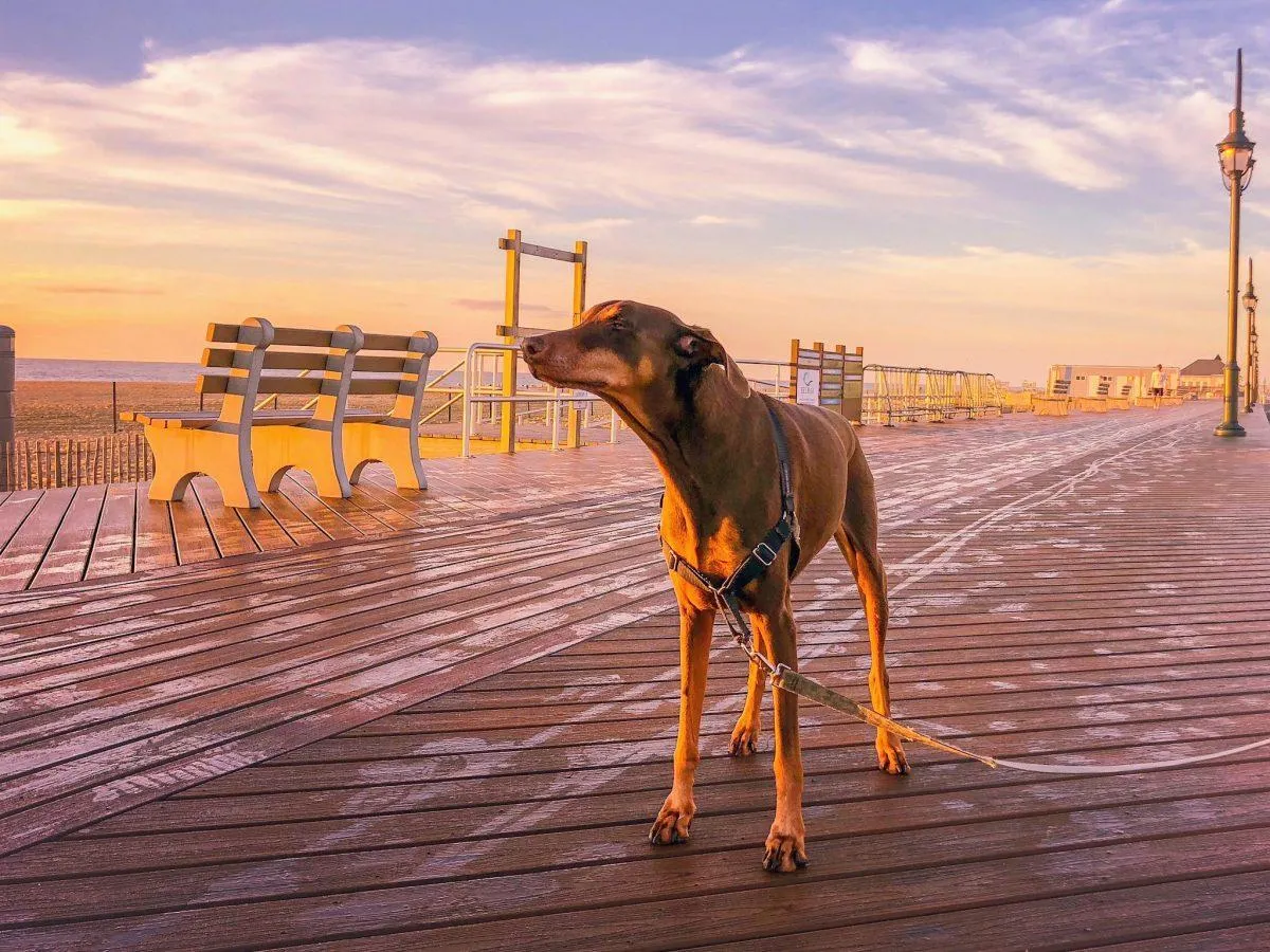 Hopi, a Doberman, enjoying a leisurely walk on a beach boardwalk under the sun