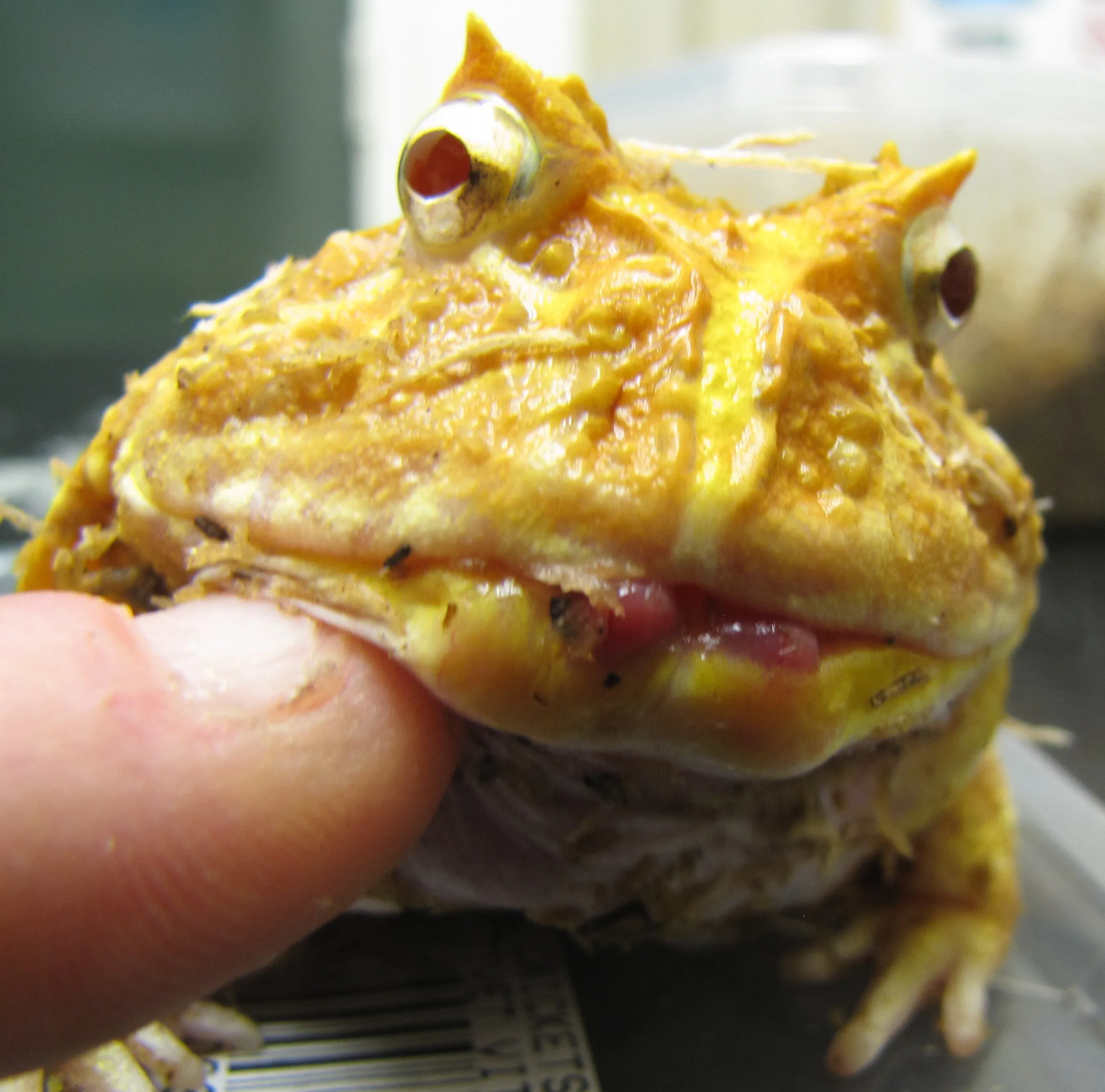 Horned frog suffering from metabolic bone disease
