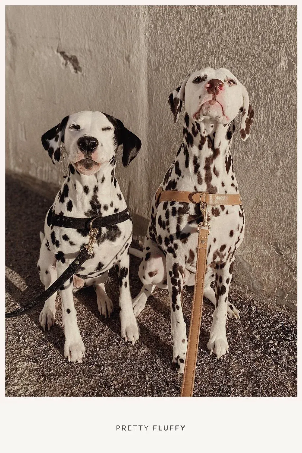 Hound Collection Leather Harness, featuring its minimalist design and side knot detail