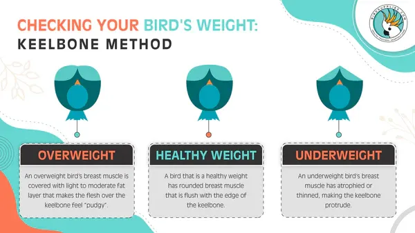 How can you tell the weight of a bird?